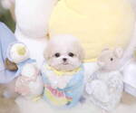 Small Photo #3 Poodle (Toy) Puppy For Sale in Seoul, Seoul, Korea, South