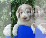 Small Photo #1 Labradoodle Puppy For Sale in LEXINGTON, GA, USA