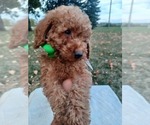 Small Photo #7 Goldendoodle (Miniature) Puppy For Sale in NILES, MI, USA