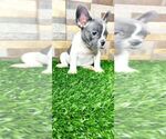 Small Photo #43 French Bulldog Puppy For Sale in JACKSONVILLE, FL, USA