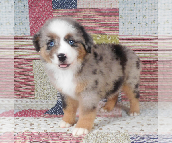 Medium Photo #10 Miniature Australian Shepherd Puppy For Sale in HARRISON, OH, USA