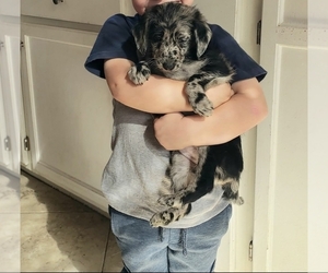 Bordoodle Puppy for sale in FALLBROOK, CA, USA