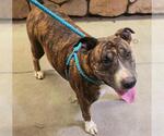 Small #1 Bull Terrier Mix