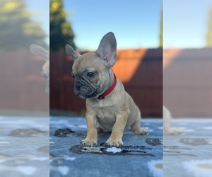 French Bulldog Puppy for sale in SACRAMENTO, CA, USA