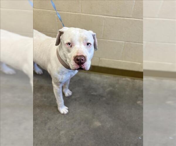 Medium Photo #1 American Pit Bull Terrier-Unknown Mix Puppy For Sale in Texas City, TX, USA