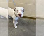 GHOST - Male American Pit Bull Terrier-Unknown Mix Dog for Adoption - Small photo