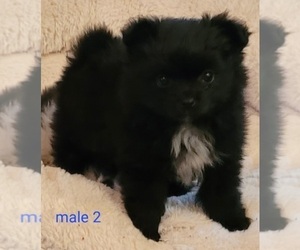Pomeranian Puppy for sale in CONKLIN, NY, USA