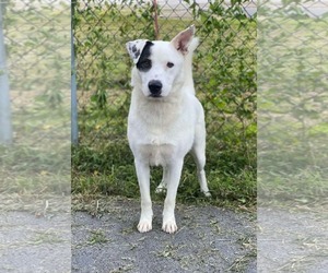 Petey - Male Labrador Retriever-Unknown Mix Dog for Adoption - Photo #7