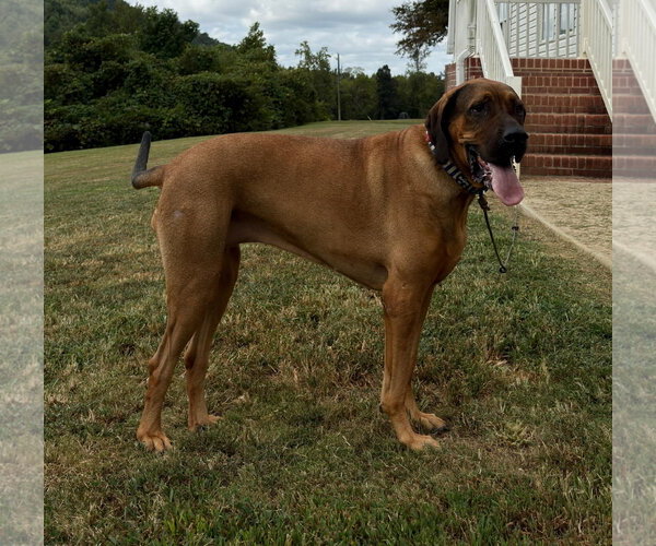 Medium Photo #2 Bloodhound-Redbone Coonhound Mix Puppy For Sale in Attalka, AL, USA