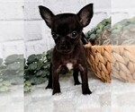 Small #3 Chihuahua