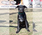 Small #2 Labrador Retriever Mix