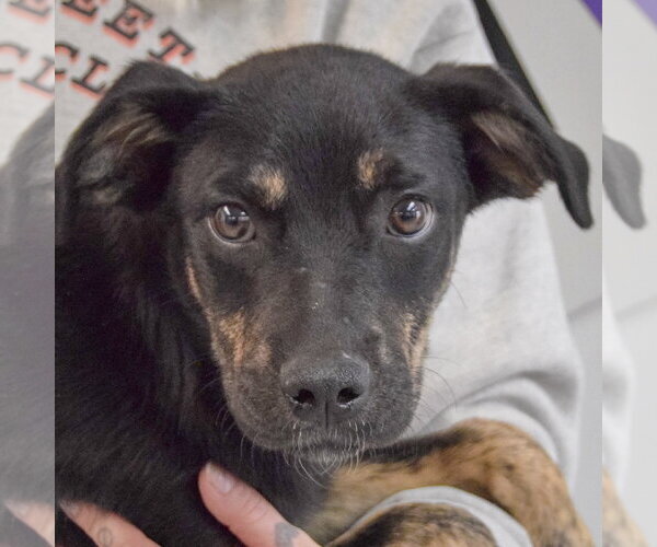 Medium Photo #2 German Shepherd Dog-Unknown Mix Puppy For Sale in Huntley, IL, USA