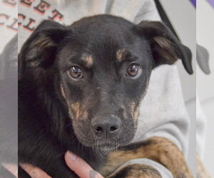 Mochi - Male German Shepherd Dog-Unknown Mix Dog for Adoption - Photo #2