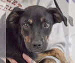 Small #1 German Shepherd Dog Mix