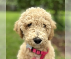Goldendoodle Puppy for sale in GRAND RAPIDS, MI, USA