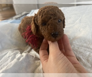 Poodle (Toy) Puppy for sale in LITHIA, FL, USA