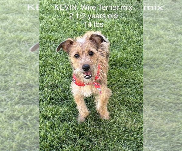 Medium Photo #3 Mutt Puppy For Sale in FRAMINGHAM, MA, USA