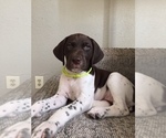 Small Photo #5 German Shorthaired Pointer Puppy For Sale in AUSTIN, TX, USA