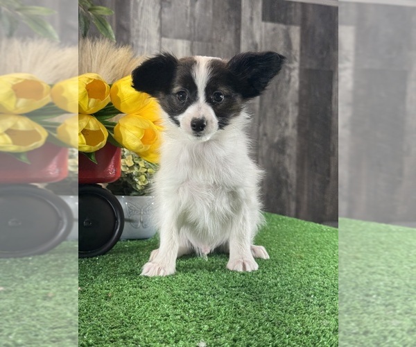 Medium Photo #5 Papillon Puppy For Sale in CANOGA, NY, USA