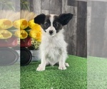 Small #4 Papillon
