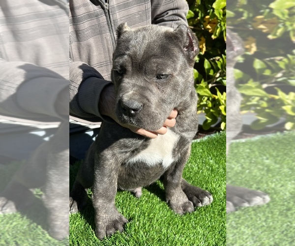 Medium Photo #9 Cane Corso Puppy For Sale in CORONA, CA, USA