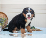 Small Photo #29 Bernese Mountain Dog Puppy For Sale in BIRD IN HAND, PA, USA