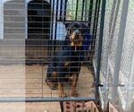 Small Photo #1 Rottweiler Puppy For Sale in LITHONIA, GA, USA