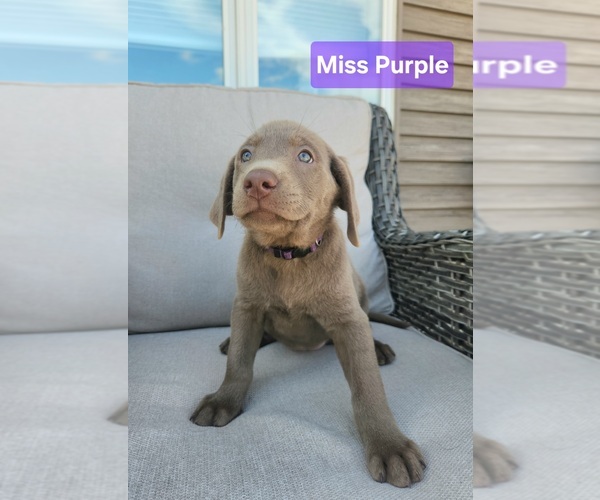 Medium Photo #19 Labrador Retriever Puppy For Sale in GARVIN, MN, USA