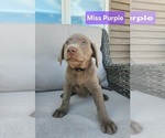 Small Photo #19 Labrador Retriever Puppy For Sale in GARVIN, MN, USA