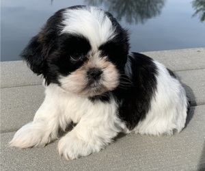 Shih Tzu Puppy for sale in CAMPBELL HILL, IL, USA