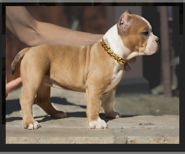 Medium Photo #9 American Bully Puppy For Sale in SAN ANTONIO, TX, USA