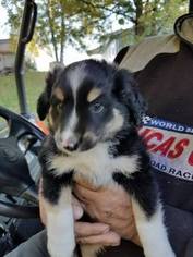 Miniature Australian Shepherd Puppy for sale in OCONTO FALLS, WI, USA