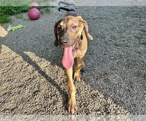 Great Dane Dogs for adoption in Ames, IA, USA