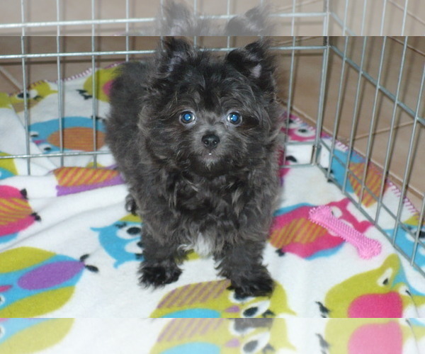Medium Photo #1 Yoranian Puppy For Sale in ORO VALLEY, AZ, USA