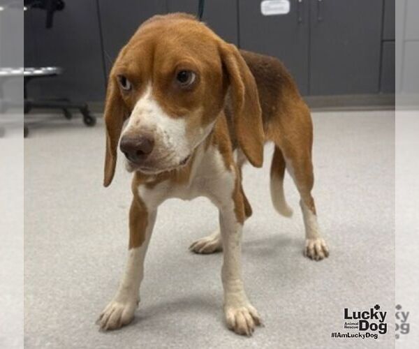 Medium Photo #3 Beagle-Unknown Mix Puppy For Sale in Washington, DC, USA