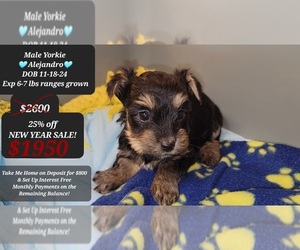 Yorkshire Terrier Puppy for sale in TUCSON, AZ, USA