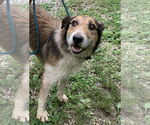Small #1 Red Heeler Mix