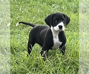 Great Dane Puppy for sale in WINSTON-SALEM, NC, USA