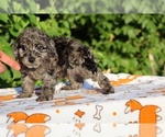 Small #17 Poodle (Toy)