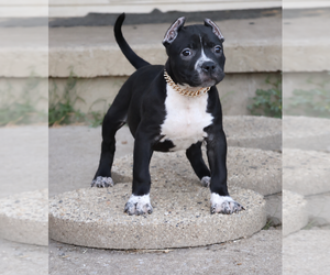 American Bully Puppy for sale in CHAMPAIGN, IL, USA