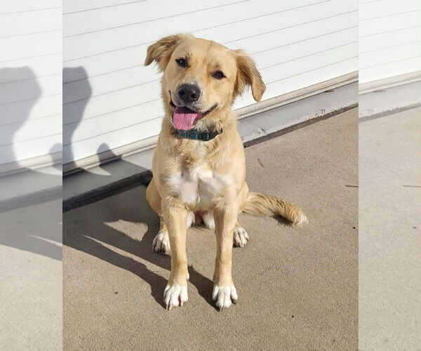 Medium Photo #2 Golden Retriever-Unknown Mix Puppy For Sale in Croydon, NH, USA