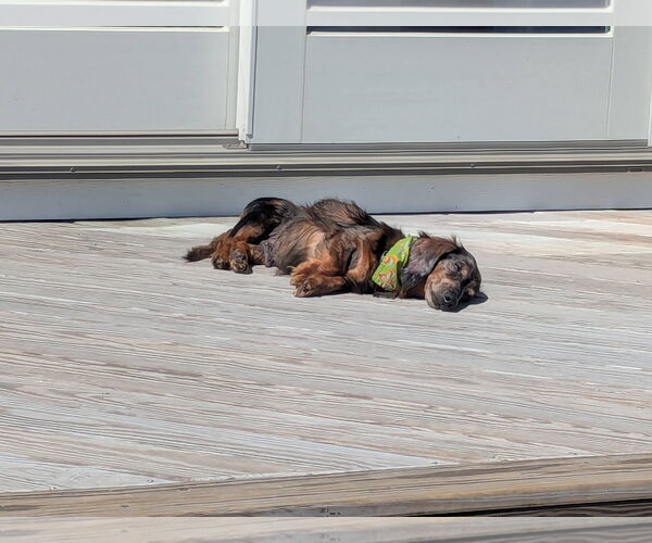 Medium Photo #2 Dachshund Puppy For Sale in Fruitland, SC, USA