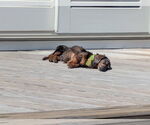 Small #1 Dachshund