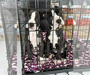 American Staffordshire Terrier-Boxer Mix Dogs for adoption in New Smyrna Beach, FL, USA