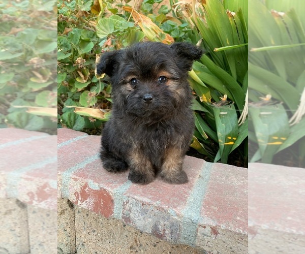 Medium Photo #3 Pom-A-Poo Puppy For Sale in LOS ANGELES, CA, USA
