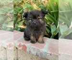 Small Photo #3 Pom-A-Poo Puppy For Sale in LOS ANGELES, CA, USA