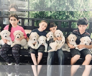 Goldendoodle-Poodle (Standard) Mix Puppy for sale in SACRAMENTO, CA, USA