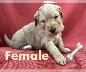 Goldendoodle-Poodle (Toy) Mix Puppy for sale in FLORENCE VILLA, FL, USA