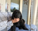 Puppy Only girl Newfoundland