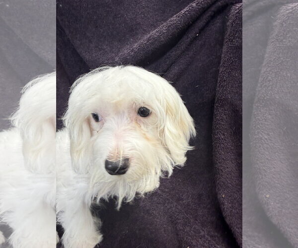 Medium Photo #3 Maltese Puppy For Sale in Wheaton, IL, USA